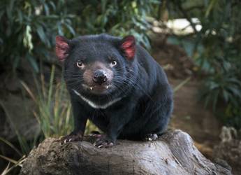 7-Day Tasmanian Wildlife Encounter 4