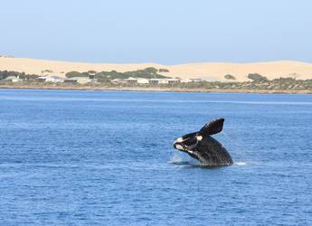 Whale in the Bight