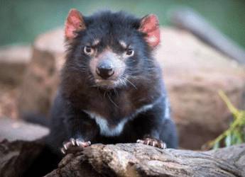 Tassie devil Tassie devil