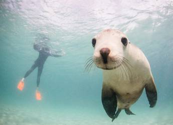 Sealions