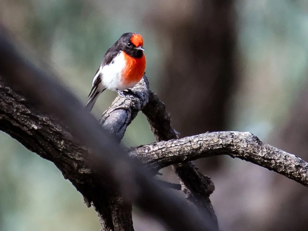Murray river birds