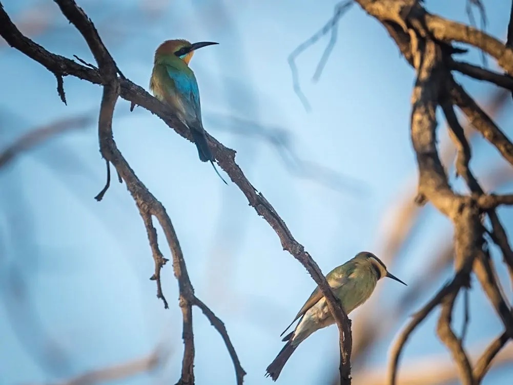 SA river land birds